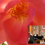 Rosen in Musik und Literatur